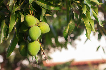 Bunch of green unripe mango on mango tree