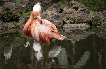 Pink Flamingo Standing In Pond On One Leg