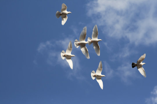 Wei&szlig;e Tauben im Flug