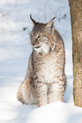 lynx in snow