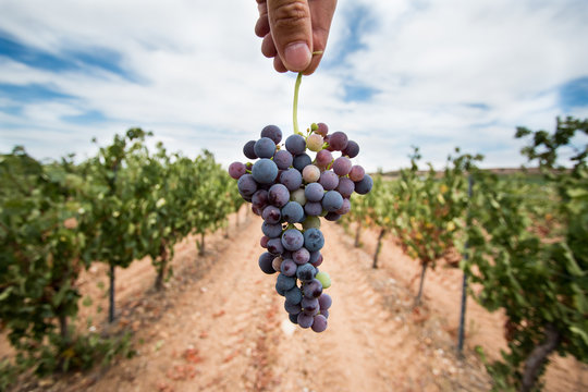 Racimo de uvas cogido por una mano en un vi&ntilde;edo