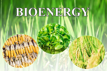 Bioenergy wording for background