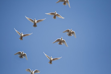 Weiße Tauben im Flug