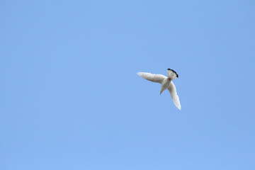 Weiße Taube im Flug