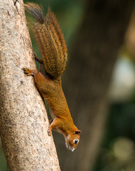 squirrel or small gong, Small mammals on tree © wuttichok
