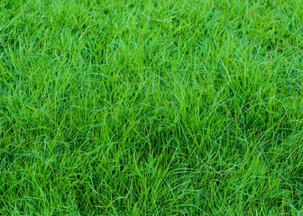  green grass pattern from golf course at sunset tim