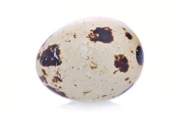 Obraz premium Quail Egg