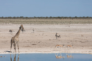 Fototapeta na wymiar Giraffe (Giraffa camelopardalis) am Wasserloch