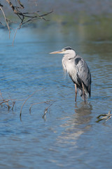 Graureiher, Grey heron, Ardea cinerea