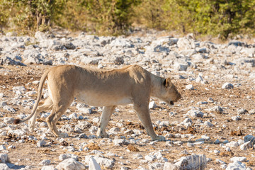 Löwe (Panthera leo) läuft nahe an Fahrzeugen vorbei