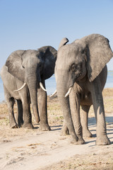 Fototapeta na wymiar two elephants