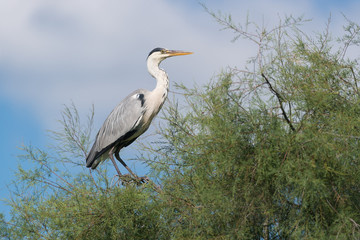 Graureiher, Grey heron, Ardea cinerea