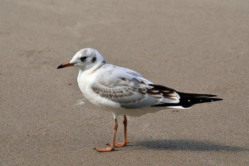 Seagull on the beach