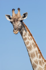 giraffe portrait
