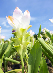Photo of Curcuma alismatifolia blossom in Thailand
