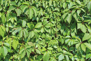Background of green leaves maiden grapes