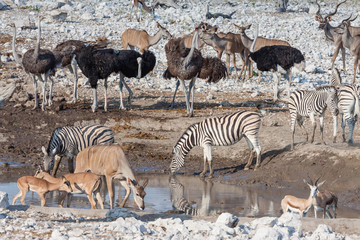 Fototapeta na wymiar Wildtiere am Wasserloch im Etosha-Nationalpark