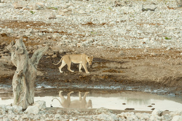 Löwin (Panthera leo) spiegelt sich im Wasser