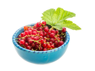 Red currant