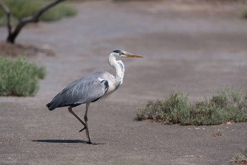 Graureiher, Grey heron, Ardea cinerea