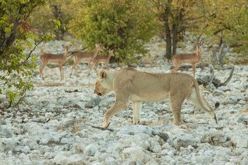 Löwin (Panthera leo) auf Beutezug