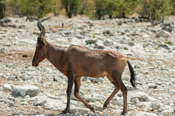Südafrikanische Kuhantilope
