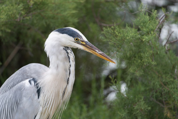 Graureiher, Grey heron, Ardea cinerea