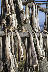 Stockfisch auf den Lofoten