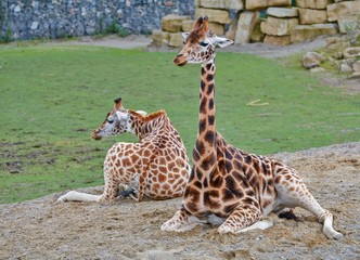 Two Giraffes Relaxing