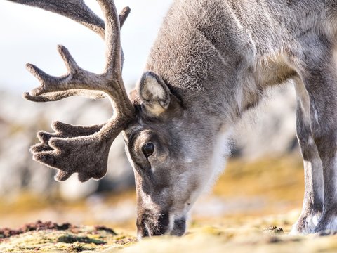 Wild reindeer portrait - Arctic, Spitsbergen