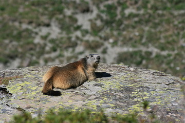 Naklejka na ściany i meble Marmotte sur un rocher
