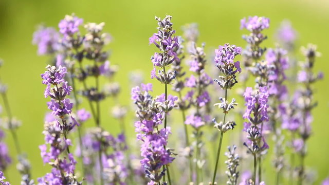 Lavenders flowers in a field