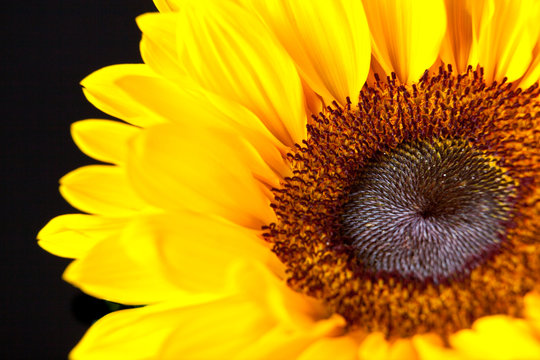 Sunflower detail in black background
