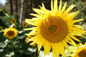 Obraz premium Sunflower