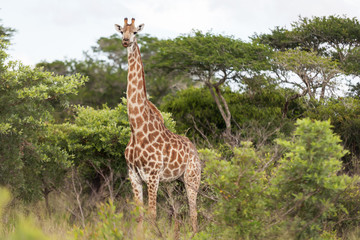 Naklejka premium Giraffe