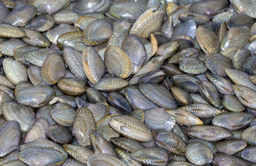 Obraz premium Fresh Baby Clams in basin at seafood supermarket.Another name is