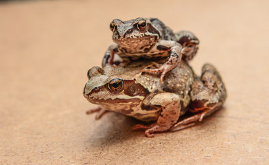Frogs