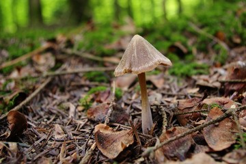 Champignon d'automne