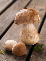 Mushroom boletus