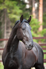 Obraz na płótnie Canvas black Kladruber horse portrait in pines forest