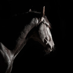 Black Kladruber horse portrait in darkness