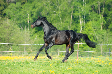 Bay horse runs gallop on the meadow