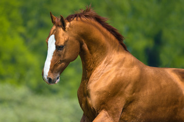 Golden Don horse portrait in motion - 69340890
