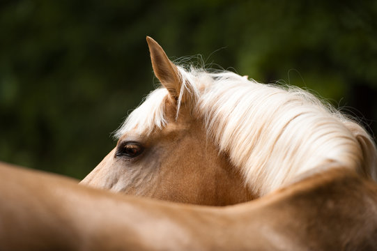 Golden red (palomino) horse with a white mane, portrait close up