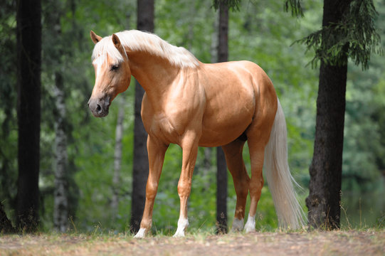 Palomino Horse Images – Browse 8,605 Stock Photos, Vectors, and Video |  Adobe Stock
