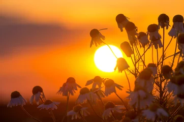 Papier Peint photo Marguerites Daisies on a background of a sunset