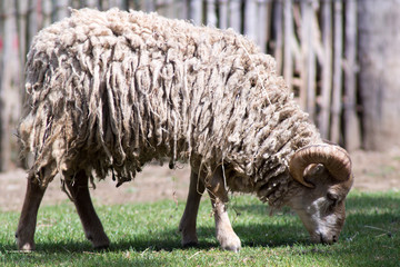 Bélier
