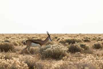 Springbock in der Savanne