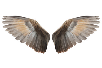 Wings