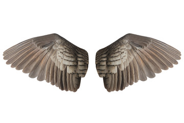 Wings